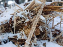 Holz im Schnee